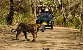 Royal Bengal tiger spotted during wildlife safari in Rajaji National Park near Rishikesh
